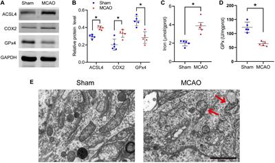 Inhibition of Acyl-CoA Synthetase Long-Chain Family Member 4 Facilitates Neurological Recovery After Stroke by Regulation Ferroptosis